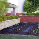 Vegetable planting at Boys and Girls Club