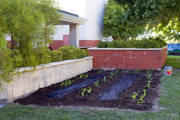 A vegetable garden is shown at the Boys and Girls Club, 2980 Robindale Rd., in Henderson Monday, Sept. 30, 2013. Bodies: The Exhibition," currently at the Luxor, and the Boys and Girls Club teamed up to install a childrens vegetable garden at the club as part of Septembers National Childhood Obesity Awareness Month. The garden currently has lettuce, tomato and artichoke plants. The club plans to add cauliflower and broccoli soon, said Max Fenster, program director.