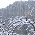 Snow Falls on Mt. Charleston