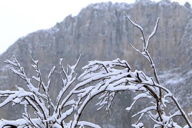 Snow covers branches in Kyle Canyon on Mount Charleston Thursday, Oct. 10, 2013.
