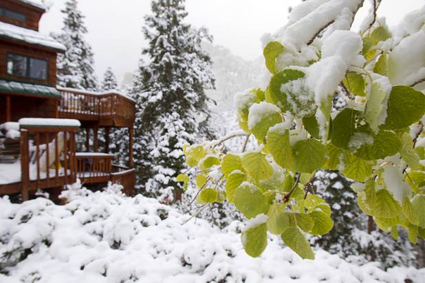 Snow covers Aspen leaves on Mount Charleston Thursday, Oct. 10, 2013.