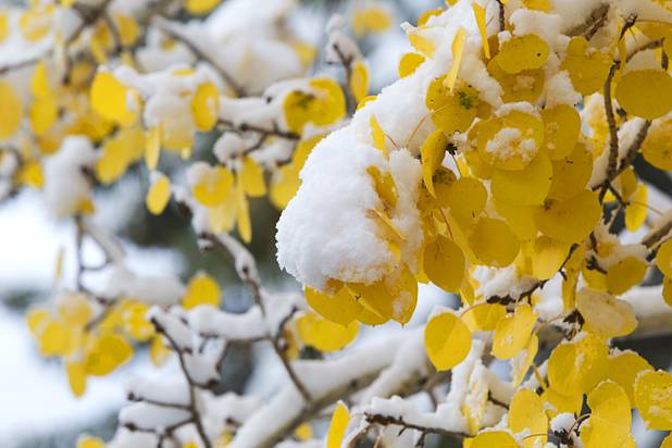 Snow covers Aspen leaves on Mount Charleston Thursday, Oct. 10, 2013.