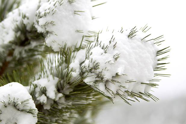 Pine needles poke through snow at the Las Vegas Ski & Snowboard Resort in Lee Canyon Thursday, Oct. 10, 2013.