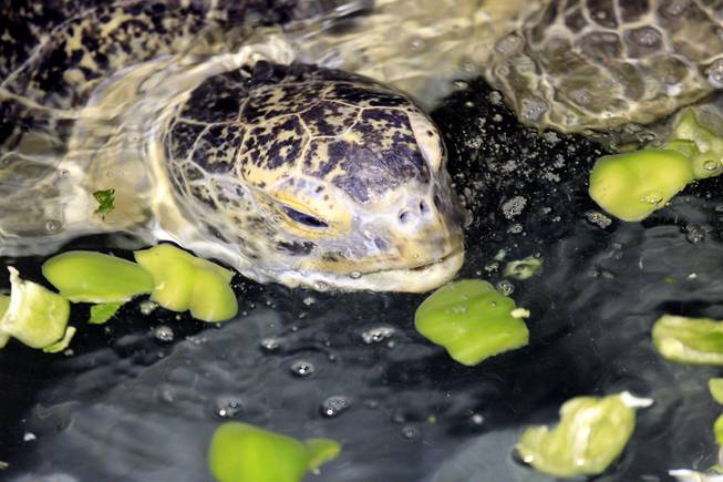 O.D., a 320-pound sea turtle, top, eats green peppers for lunch at Shark Reef Aquarium at Mandalay Bay on Thursday, October 10, 2013.