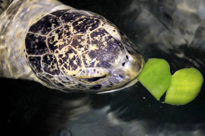 O.D., a 320-pound sea turtle, top, eats green peppers for lunch at Shark Reef Aquarium at Mandalay Bay on Thursday, October 10, 2013.
