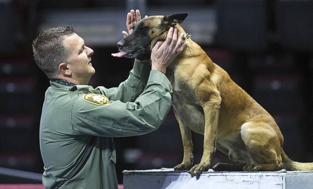 Metro K-9 Officer Sean Malia gives attention to his partner Archie, a 4-year-old Belgian Malinois, after Archie navigated an obstacle course during 23rd Annual Police K-9 Trials at the Orleans Arena Sunday, Oct. 20, 2013. Sixty teams from across the country participated in the trials. The event was sponsored by Friends for Las Vegas Police K-9's and hosted by the Las Vegas Metropolitan Police Department.