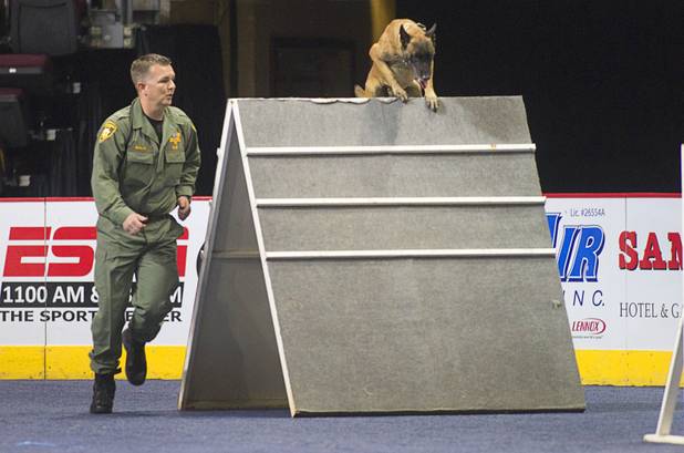 Metro K-9 Officer Sean Malia and his police dog, Archie, a 4-year-old Belgian Malinois, compete during 23rd Annual Police K-9 Trials at the Orleans Arena Sunday, Oct. 20, 2013. Sixty teams from across the country participated in the trials. The event was sponsored by Friends for Las Vegas Police K-9's and hosted by the Las Vegas Metropolitan Police Department.