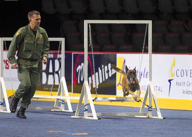 Metro K-9 Officer Sean Malia follows his dog, Archie, a 4-year-old Belgian Malinois, through an obstacle course during 23rd Annual Police K-9 Trials at the Orleans Arena Sunday, Oct. 20, 2013. Sixty teams from across the country participated in the trials. The event was sponsored by Friends for Las Vegas Police K-9's and hosted by the Las Vegas Metropolitan Police Department.