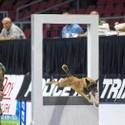 23rd Annual Police K-9 Trials