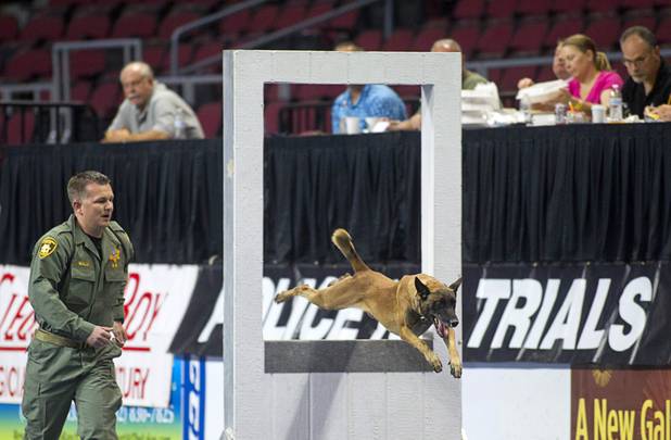 Metro K-9 Officer Sean Malia follows his dog, Archie, a 4-year-old Belgian Malinois, through an obstacle course during 23rd Annual Police K-9 Trials at the Orleans Arena Sunday, Oct. 20, 2013. Judges watch in the background. Sixty teams from across the country participated in the trials. The event was sponsored by Friends for Las Vegas Police K-9's and hosted by the Las Vegas Metropolitan Police Department.