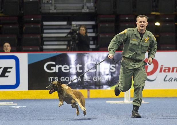 Metro K-9 Officer Sean Malia and his partner Archie, a 4-year-old Belgian Malinois, leave the arena floor after competing in the 23rd Annual Police K-9 Trials at the Orleans Arena Sunday, Oct. 20, 2013. Sixty teams from across the country participated in the trials. The event was sponsored by Friends for Las Vegas Police K-9's and hosted by the Las Vegas Metropolitan Police Department.