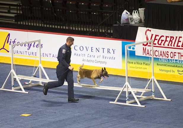 North Las Vegas K-9 Officer Paul Manteufel follows his dog through an obstacle course during 23rd Annual Police K-9 Trials at the Orleans Arena Sunday, Oct. 20, 2013. Sixty teams from across the country participated in the trials. The event was sponsored by Friends for Las Vegas Police K-9's and hosted by the Las Vegas Metropolitan Police Department.