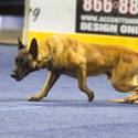 23rd Annual Police K-9 Trials
