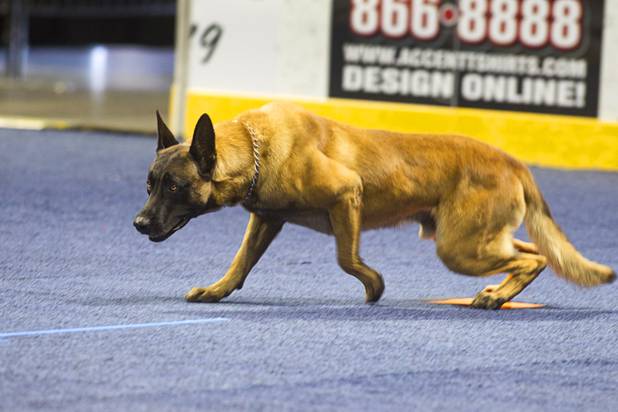 Barry, a police dog with the San Diego County Sheriff's Department, keeps an eye on a "suspect" during 23rd Annual Police K-9 Trials at the Orleans Arena Sunday, Oct. 20, 2013. Sixty teams from across the country participated in the trials. The event was sponsored by Friends for Las Vegas Police K-9's and hosted by the Las Vegas Metropolitan Police Department.