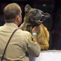 23rd Annual Police K-9 Trials