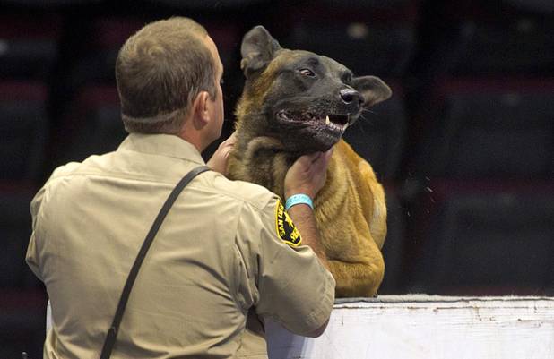 Deputy Jeff Guthrie of the San Diego County Sheriff's Department, gives praise to his dog Barry after the dog completed an obstacle course during 23rd Annual Police K-9 Trials at the Orleans Arena Sunday, Oct. 20, 2013. Sixty teams from across the country participated in the trials. The event was sponsored by Friends for Las Vegas Police K-9's and hosted by the Las Vegas Metropolitan Police Department.