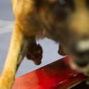 23rd Annual Police K-9 Trials