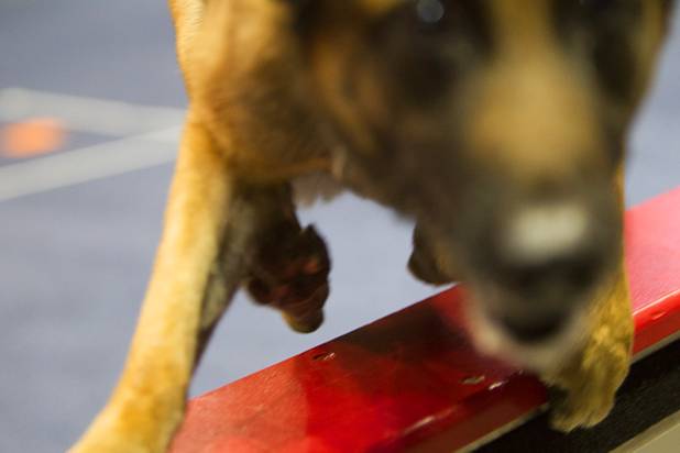 Taz, a police dog from the West Valley City (Utah) Police Department, jumps over a barrier after being distracted by a photographer during 23rd Annual Police K-9 Trials at the Orleans Arena Sunday, Oct. 20, 2013. Sixty teams from across the country participated in the trials. The event was sponsored by Friends for Las Vegas Police K-9's and hosted by the Las Vegas Metropolitan Police Department. ( I was rescued by Metro Officers that were wearing special bite suits and they moved in quickly to protect me.)
