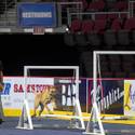 23rd Annual Police K-9 Trials