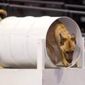 23rd Annual Police K-9 Trials