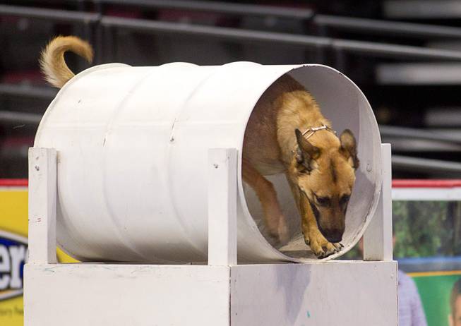 Salt Lake City Police Officer Luis Lovato's dog Onyx goes through a barrel during 23rd Annual Police K-9 Trials at the Orleans Arena Sunday, Oct. 20, 2013. Sixty teams from across the country participated in the trials. The event was sponsored by Friends for Las Vegas Police K-9's and hosted by the Las Vegas Metropolitan Police Department.
