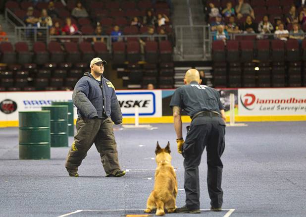 A "suspect" in a bite suit walks by Salt Lake City Police Officer Luis Lovato and his partner Onyx during 23rd Annual Police K-9 Trials at the Orleans Arena Sunday, Oct. 20, 2013. Sixty teams from across the country participated in the trials. The event was sponsored by Friends for Las Vegas Police K-9's and hosted by the Las Vegas Metropolitan Police Department.