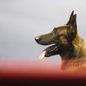 23rd Annual Police K-9 Trials