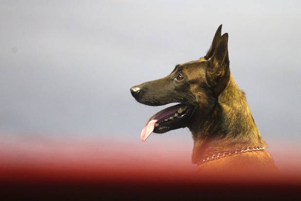 Andor, a Belgian Malinois from the Longmont (Colo.) Police Department, competes in the 23rd Annual Police K-9 Trials at the Orleans Arena Sunday, Oct. 20, 2013. Sixty teams from across the country participated in the trials. The event was sponsored by Friends for Las Vegas Police K-9's and hosted by the Las Vegas Metropolitan Police Department.