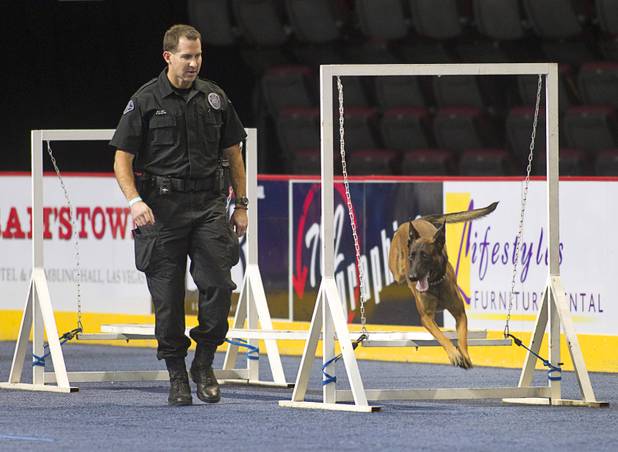 Longmont (Colo.) Police Officer Tim Madigan follows his dog Andor, a Belgian Malinois, during the 23rd Annual Police K-9 Trials at the Orleans Arena Sunday, Oct. 20, 2013. Sixty teams from across the country participated in the trials. The event was sponsored by Friends for Las Vegas Police K-9's and hosted by the Las Vegas Metropolitan Police Department.