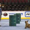 23rd Annual Police K-9 Trials