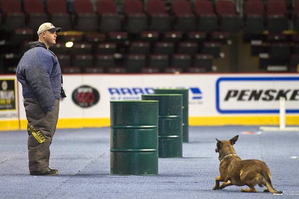 Andor, a Belgian Malinois from the Longmont (Colo.) Police Department, keeps an eye on a "suspect" in a bite suit during the 23rd Annual Police K-9 Trials at the Orleans Arena Sunday, Oct. 20, 2013. Sixty teams from across the country participated in the trials. The event was sponsored by Friends for Las Vegas Police K-9's and hosted by the Las Vegas Metropolitan Police Department.