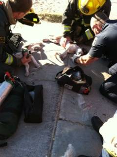 Firefighters resuscitate two puppies who were discovered inside a burning home early Tuesday, Oct. 22, 2013.