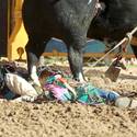 2013 Miniature Bull Riding World Finals