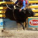 2013 Miniature Bull Riding World Finals