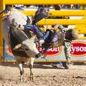 2013 Miniature Bull Riding World Finals