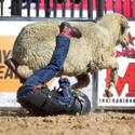 Wool Warriors Compete at PBR