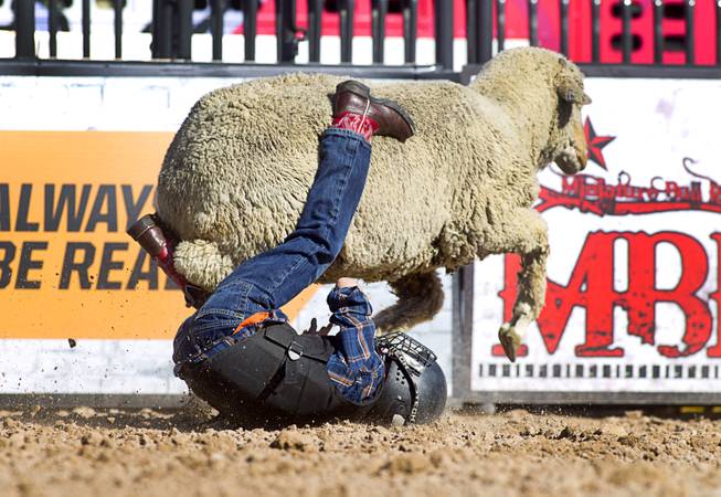 Vance Rupp, 7, of Polk City, Iowa falls from a sheep during a Mutton Bustin' competition at the Tyson Fan Zone & Marketplace at Mandalay Bay Thursday, Oct. 24, 2013. Riders must be four to seven years old and weigh 60 lbs. or less. The event was part of the the 2013 Professional Bull Riders Built Ford Tough World Finals. Rupp won the morning competition.