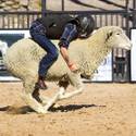 Wool Warriors Compete at PBR