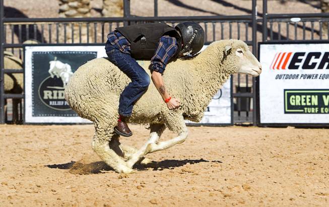Vance Rupp, 7, of Polk City, Iowa rides a sheep during a Mutton Bustin' competition at the Tyson Fan Zone & Marketplace at Mandalay Bay Thursday, Oct. 24, 2013. Riders must be four to seven years old and weigh 60 lbs. or less. Rupp won the morning competition.The event was part of the the 2013 Professional Bull Riders Built Ford Tough World Finals. Rupp won the morning competition.