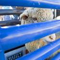 Wool Warriors Compete at PBR