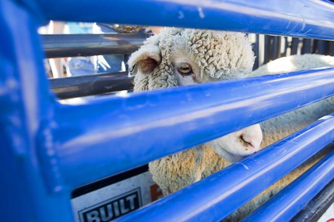 A sheep waits in a gate during a Mutton Bustin' competition at the Tyson Fan Zone & Marketplace at Mandalay Bay Thursday, Oct. 24, 2013. The event was part of the the 2013 Professional Bull Riders Built Ford Tough World Finals.