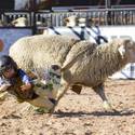 Wool Warriors Compete at PBR