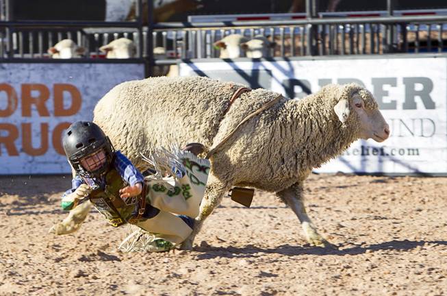 A "wool warrior" falls from a sheep during a Mutton Bustin' competition at the Tyson Fan Zone & Marketplace at Mandalay Bay Thursday, Oct. 24, 2013. The event was part of the the 2013 Professional Bull Riders Built Ford Tough World Finals.