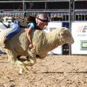 Wool Warriors Compete at PBR