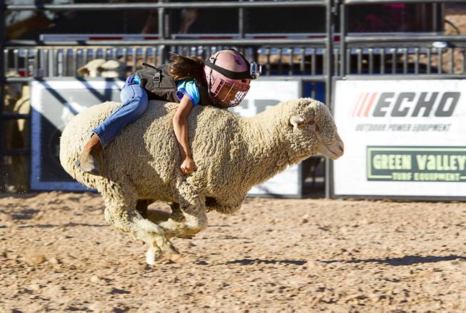 A "wool warrior"  holds onto her sheep during a Mutton Bustin' competition at the Tyson Fan Zone & Marketplace at Mandalay Bay Thursday, Oct. 24, 2013. The event was part of the the 2013 Professional Bull Riders Built Ford Tough World Finals.