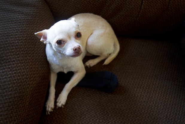Tinkerbell, a 4-year-old female chihuahua, looks up from a lounge chair at the Littlefield home in Henderson Tuesday, Nov. 5, 2013. The dog will stay at a son's house while the Lanny and Gloria Littlefield are on a LDS church leadership mission in Knoxville, Tenn.