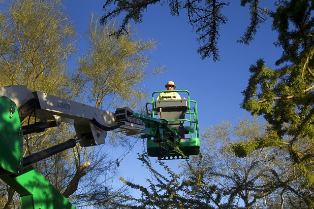 Steve Bowdoin, caretaker of the Botanical Cactus Garden at Ethel M Chocolate factory, uses a cherry picker to string lights on trees at the garden Wednesday, Nov. 6, 2013. The 20th annual holiday lighting display will kick off with a ceremony on Tuesday, Nov. 12.