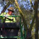 Steve Bowdoin Prepares for Lighting Festival at Ethel M