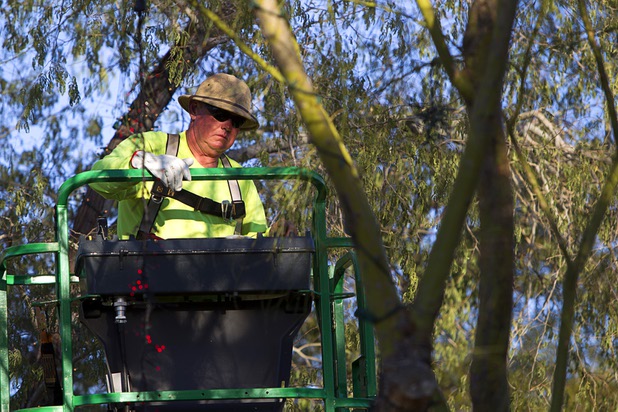 Steve Bowdoin, caretaker of the Botanical Cactus Garden at Ethel M Chocolate factory, uses a cherry picker to string lights on trees at the garden Wednesday, Nov. 6, 2013. The 20th annual holiday lighting display will kick off with a ceremony on Tuesday, Nov. 12.