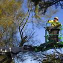 Steve Bowdoin Prepares for Lighting Festival at Ethel M